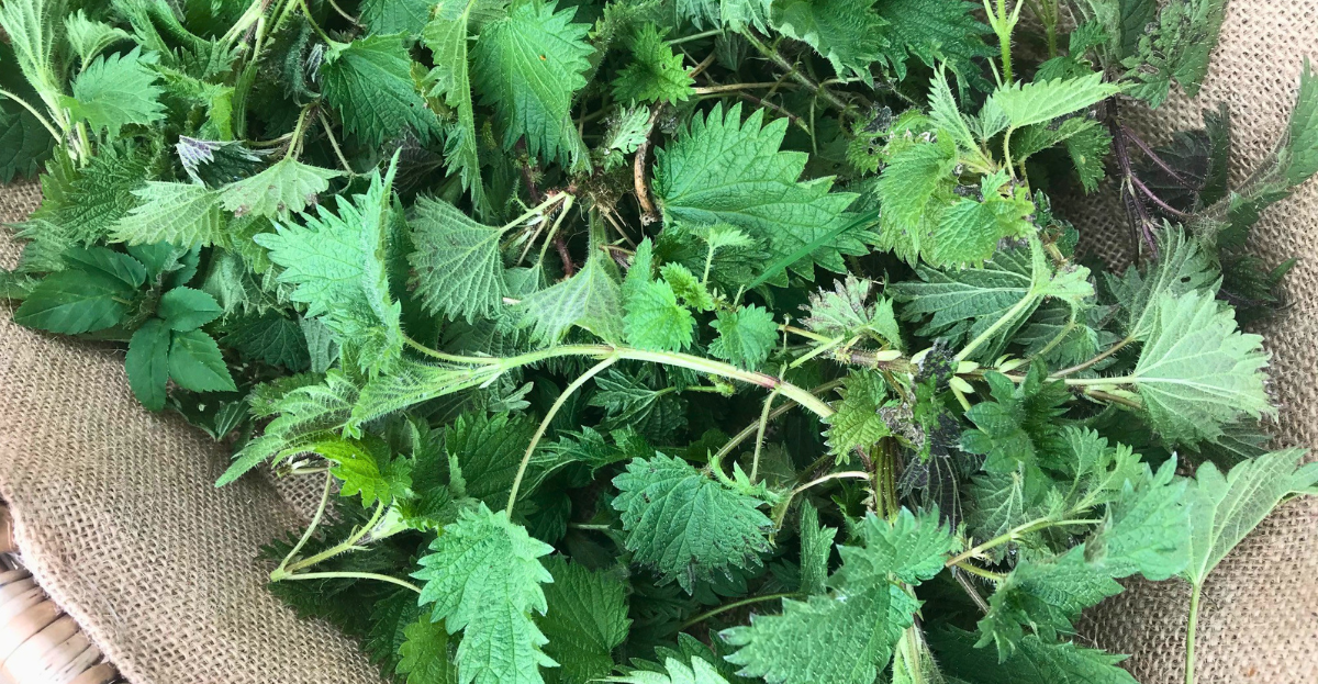 Nettle Basket